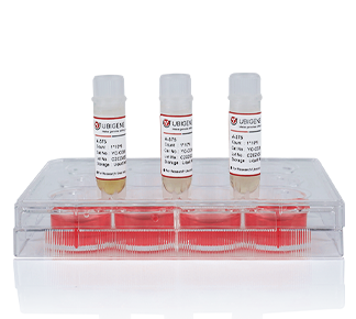 PKM Knockout cell line（MDA-MB-231）